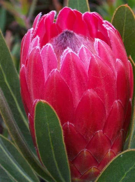 Red Ice Arnelia Protea Plant Australian Native Plants Protea Flower