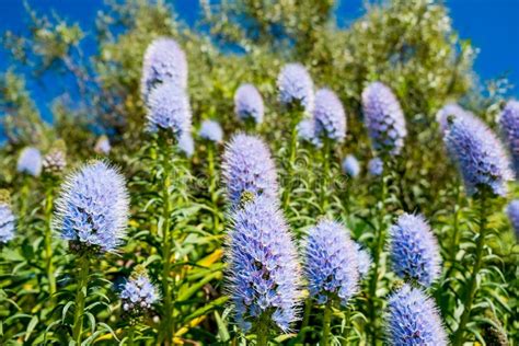 Il Lillà Della California Fiorisce Il Cespuglio Nel Giorno Di Estate