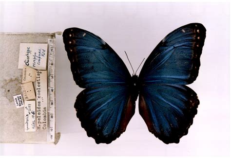 Morpho Helenor Peleides Type Specimens