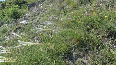 Long Term Changes Of The Inner Alpine Steppe Vegetation The Dry