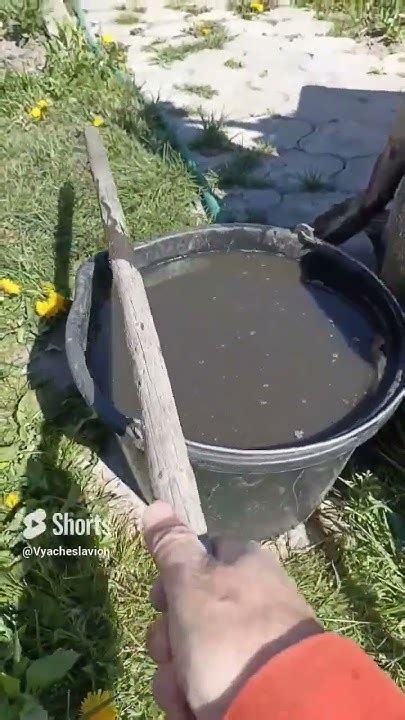 "КУРЯК" (настой куриного помёта) - лучшее органическое удобрение ...