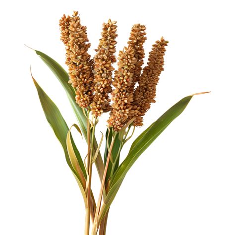 3D Rendering of a Great Millet on Transparent Background 44625063 PNG