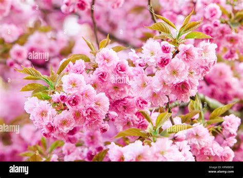 Beautiful Pink Flowers Lilac Flowers Stock Photo Alamy