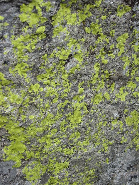 Rock With Moss Texture 2 By Stock It On Deviantart