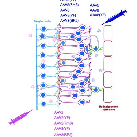 Optogenetic Strategies Have Used Subretinal Or Intravitreal Injection