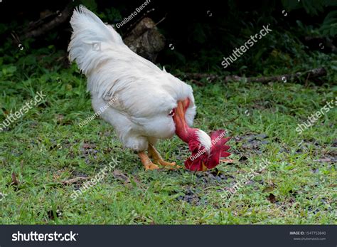 Close Beautiful White Naked Neck Rooster Stock Photo