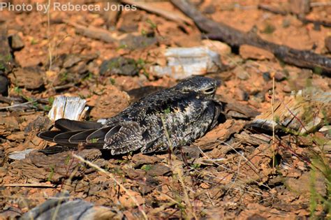 Common Nighthawk East Cascades Audubon Society