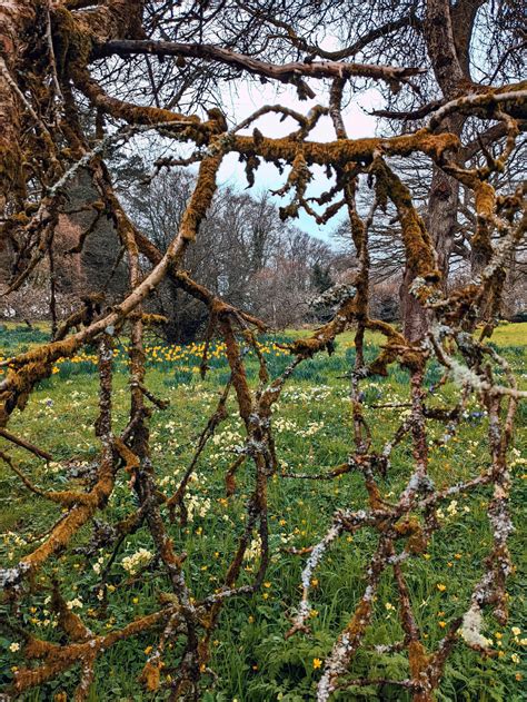 Spring In St Fagans Gardens