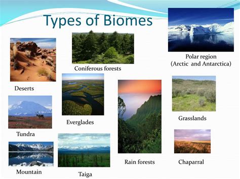 Types Of Biomes Chart