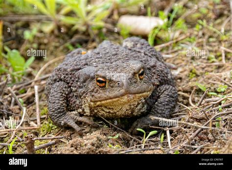 warty toads  res stock photography  images alamy
