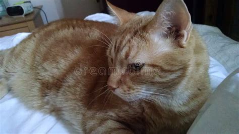 Un Gato De Gato Atigrado Rayado Anaranjado Grande Con Los Ojos Del Oro