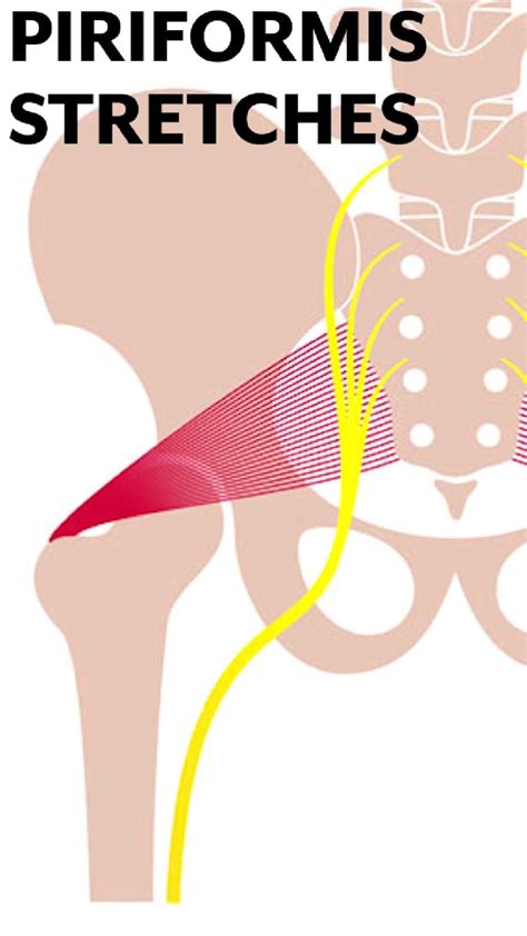 5 piriformis stretches for piriformis syndrome relief – Artofit