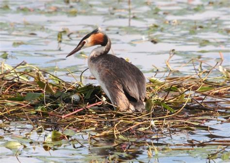 Car Outing To Wexford Birdwatch Ireland