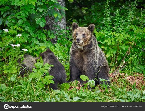 Female Brown Bear Her Cubs Forest Stock Photo by ©Xalanx 396823756