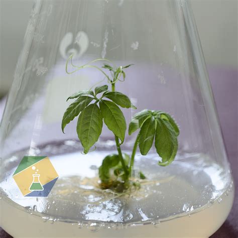 Giảo cổ lam - QueenLabs
