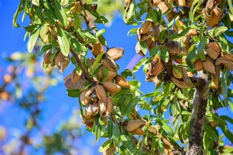 Premium Photo | Ripe almond nuts on the branches of almond tree in ...