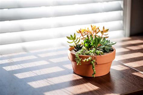 Creating An Indoor Succulent Container Merrifield Garden Center