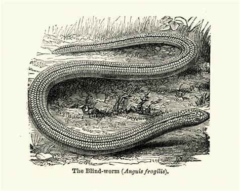 10 Legless Lizard Stock Illustrations Royalty Free Vector Graphics