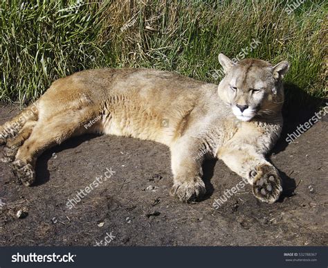 Puma Torres Del Paine Chilean Patagonia Stock Photo 532788367 ...