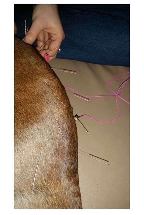 Acupuncture: What dogs are top candidates? (part two) | Wag and Cluck ...