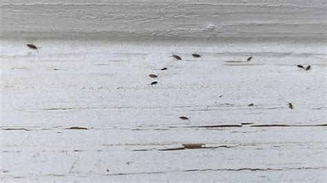 Are these termites? They are on all my exterior window sills : r/Termites