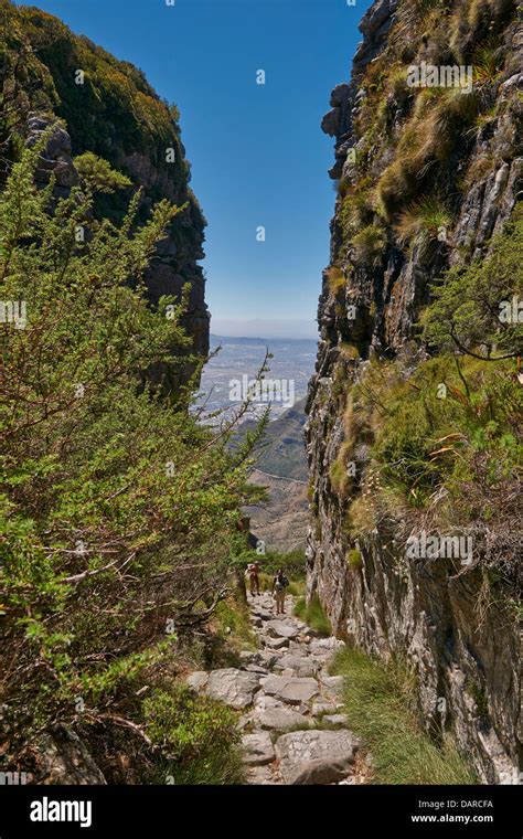 hiking trail in Table Mountain National Park, breach to summit of Table ...