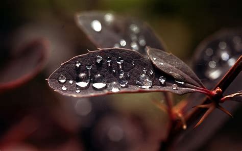 Earth Water Drop Hd Wallpaper Peakpx