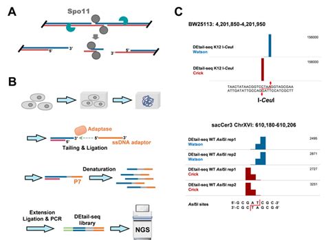 DEtail Seq绘制多物种减数分裂DNA断裂图谱的利器 EurekAlert