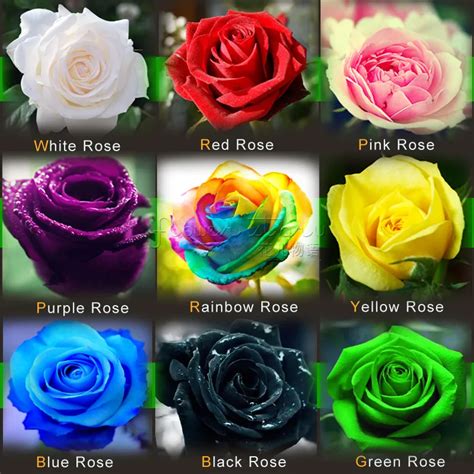 Kinds Rainbow Rose Seeds Bonsai Flower Seeds Black Rose Rare Balcony