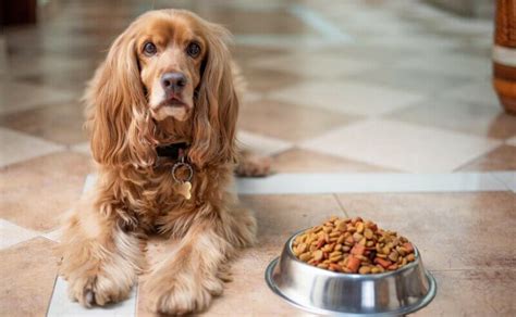 Fish Oil for Dogs: Dosage, Benefits, and Side Effects - Canine Campus ...