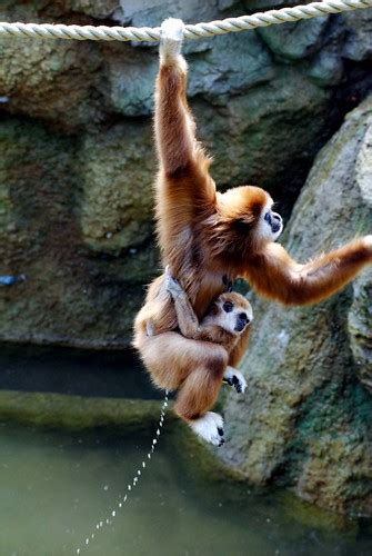 White Handed Gibbon Monkey Pee White Handed Gibbon Monkey Flickr