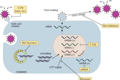 Schematic Representation Of Influenza Virus Replication Open I