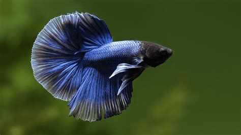 Foto Ikan Cupang Betta Fish Wallpapers Hd - Siamese Fighter Fish Female ...