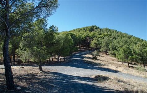 Arranca El Proyecto Revierte Madera Sostenible Es Un Peri Dico