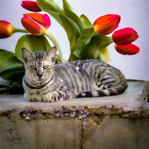 Silver Bengal Cats - Cats by Aluren Affordable Bengal Kittens, Show Quality Bengals and Breeder ...