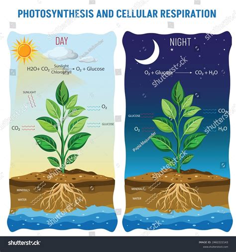 How Do Plants Use Sunlight