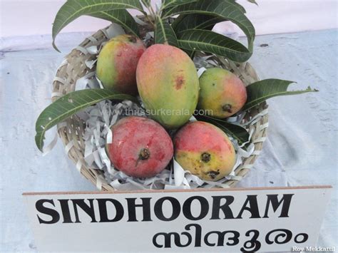 Mango in India, Varieties of Mangoes, Indian Mangoes, Mangoes in India