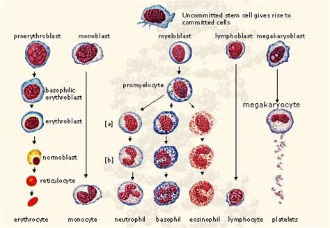 Difference Between Granular And Agranular Leukocytes - Relationship Between