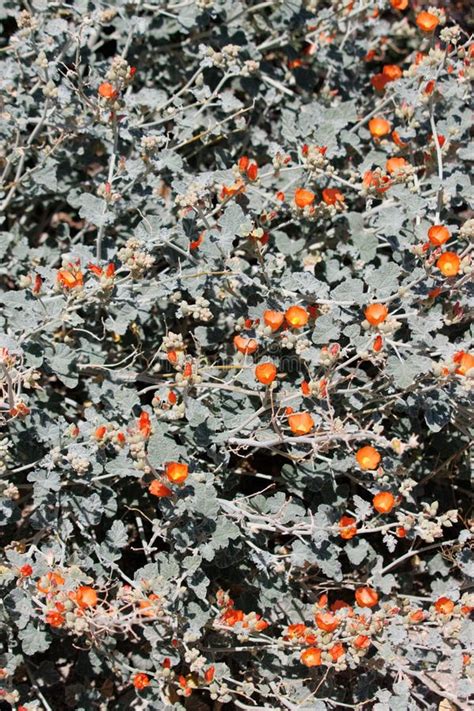 Sphaeralcea Ambigua Ambigua Display San Bernardino Mtns 082122