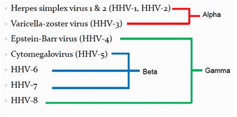 Major DNA Viruses Flashcards | Quizlet