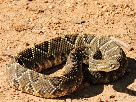 Cascabel Tropical Crotalus Durissus