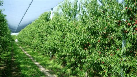 INPUT ARB SUSTAINABLE DEFENSE AND NUTRITION FOR TREE CROPS