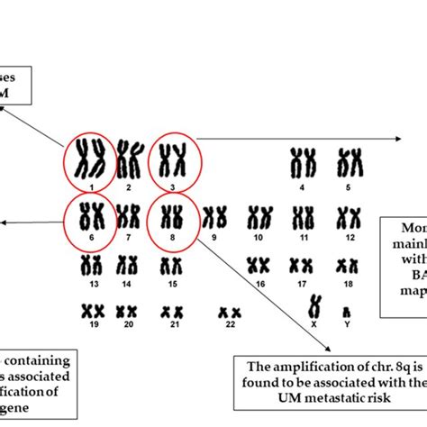 Schematic representation of the human karyotype showing the main ...