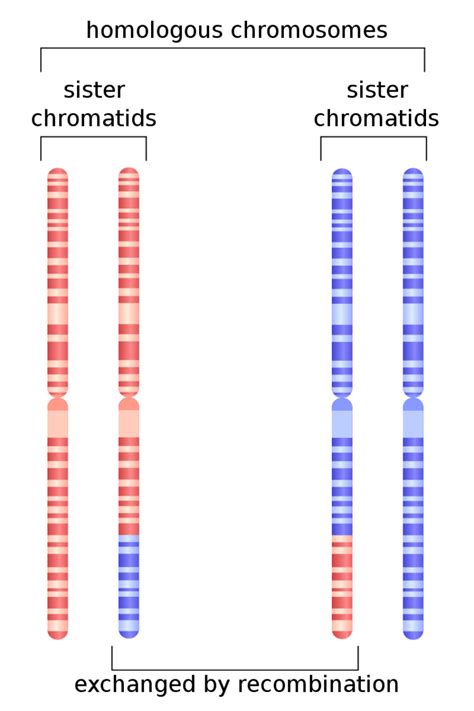 Homologous Chromosomes What Are They For