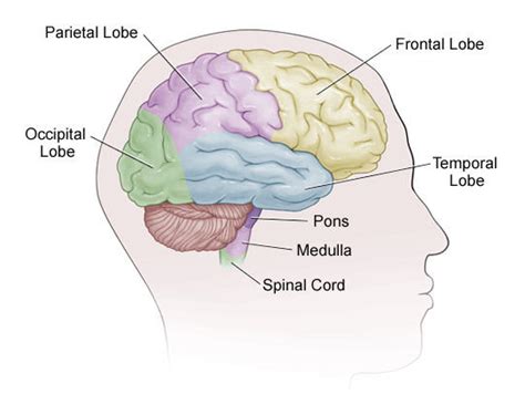 1: Lobes of the cerebral cortex | Download Scientific Diagram