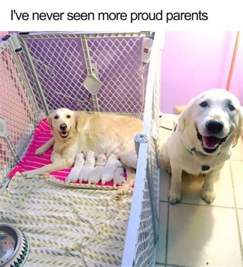 35 Awesome Dog Memes To Share With Fellow Dog Lovers Inspirationfeed