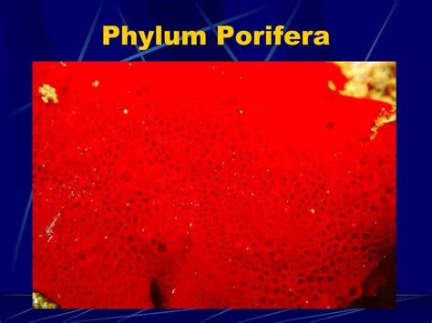 Ppt Phylum Porifera Powerpoint Presentation Free Download Id2179031