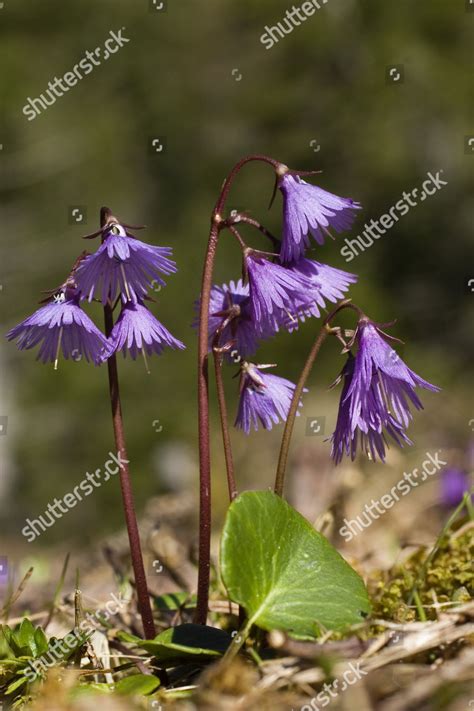 Alpine Snowbell Soldanella Alpina Karwendeltal Valley Editorial Stock