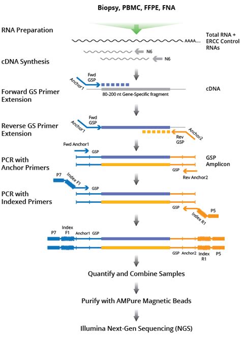 Cdna Synthesis And Amplification Drivermap Targeted Expression