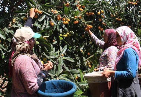 Mersinin Sar Alt N Yenid Nya Reticisini Fiyat Yla Sevindirdi